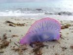 portuguese-man-of-war-ubur-ubur_20170507_185855.jpg