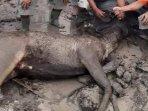 rusa-terbakar.jpg