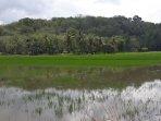 sawah-warga-desa-bukit-langkap-muratara.jpg