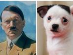seekor-anjing-chihuahua-yang-mirip-dengan-sang-diktator-hitler.jpg