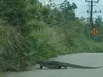 seekor-biawak-melintas-di-jalan-lingkar-lahat_20180315_201443.jpg