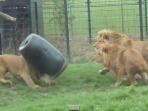 seekor-singa-kepalanya-masuk-ke-dalam-tong_20150528_133831.jpg
