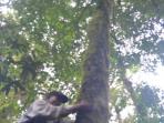 suryanto-memanjat-pohon-teh-yang-ditumbuhi-benalu-di-hutan-kaki-gunung-dempo-pagaralam.jpg