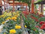 tanaman-hias-greenhouse-josephs-orchid-anggrek-senin.jpg