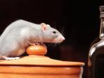 tikus-di-dapur.jpg