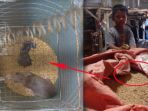 tikus_20170821_103604.jpg