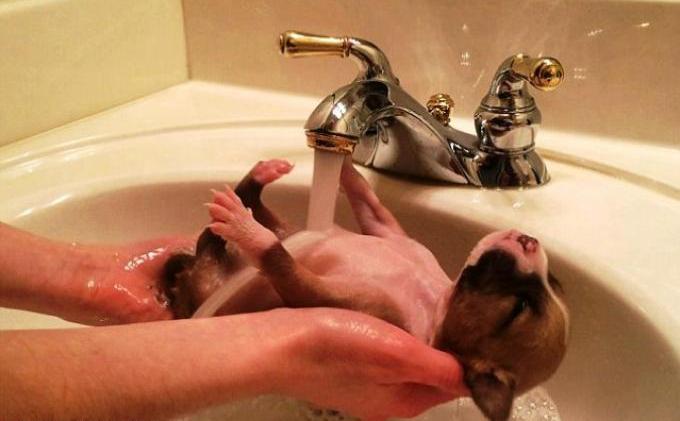 Lucunya Anak Anjing Ini Diselamatkan dari Tempat Sampah - anjing2.jpg