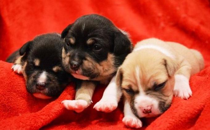 Lucunya Anak Anjing Ini Diselamatkan dari Tempat Sampah - anjing4.jpg