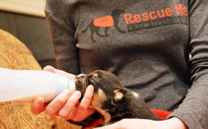 Lucunya Anak Anjing Ini Diselamatkan dari Tempat Sampah - anjing6.jpg