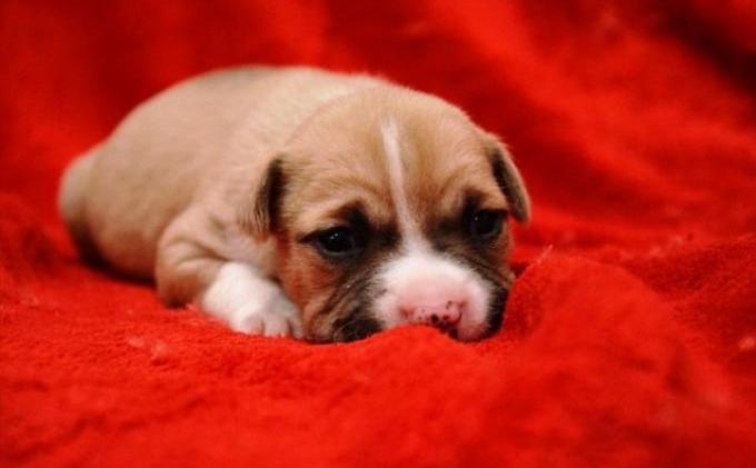 Lucunya Anak Anjing Ini Diselamatkan dari Tempat Sampah - anjing7.jpg