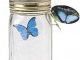 my-butterfly-blue-morpho1.jpg<pf>my-butterfly-pink-morpho.jpg