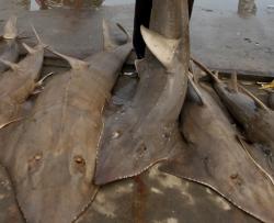 Nelayan di Muncar Tangkap Semua Hiu, Kecuali Hiu Tutul