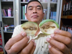 Mangga Manalagi Bertuliskan Lafal Allah