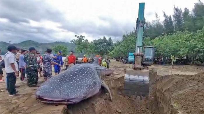 Hiu Paus Mati di Pantai Bayem Tulungagung, Pokdarwis Pantai Gemah dan Bayem: Bukan Kejadian Pertama