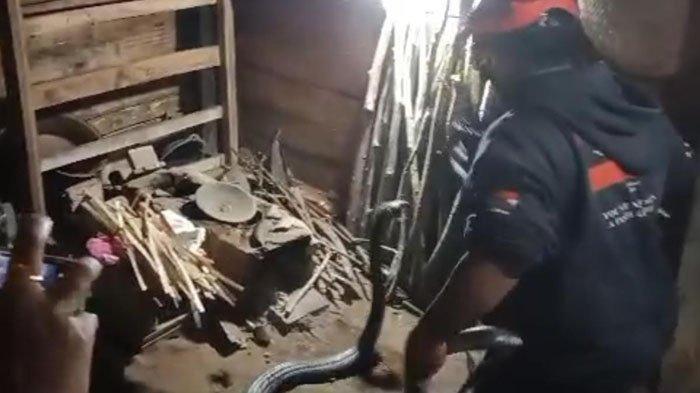 Ngeri, King Cobra 4 Meter Muncul di Dapur Rumah Warga Watulimo Kabupaten Trenggalek