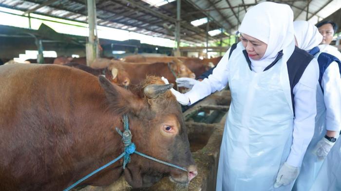 TINJAU HEWAN KURBAN - Gubernur Jawa Timur, Khofifah Indar Parawansa, meninjau sentra peternakan UD Sapi Baru di Desa Sukorejo, Kecamatan Loceret, Kabupaten Nganjuk, Sabtu (2/5/2026). Khofifah memastikan hewan kurban dalam kondisi sehat, bebas dari Penyakit Mulut dan Kuku (PMK) dan Lumpy Skin Disease (LSD).