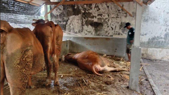 Diduga Racuni Sapi Peternak Supaya Dijual Murah, Blantik di Kediri Babak Belur Dihajar Warga
