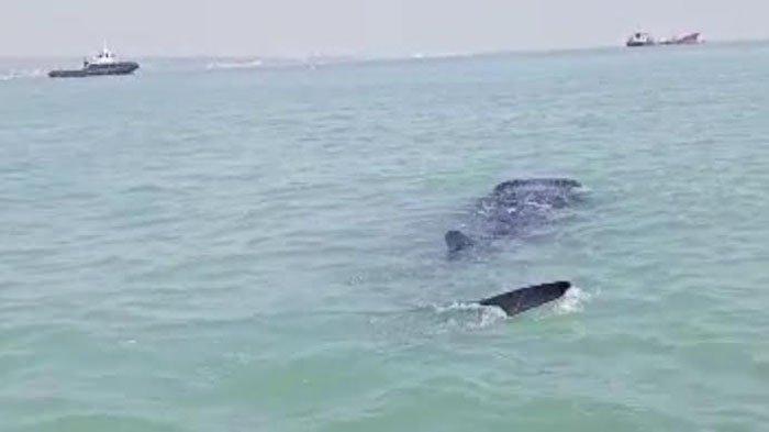 Viral Video Penampakan Hiu Tutul  di Paciran Lamongan, Direkam Nelayan yang Sedang Melaut