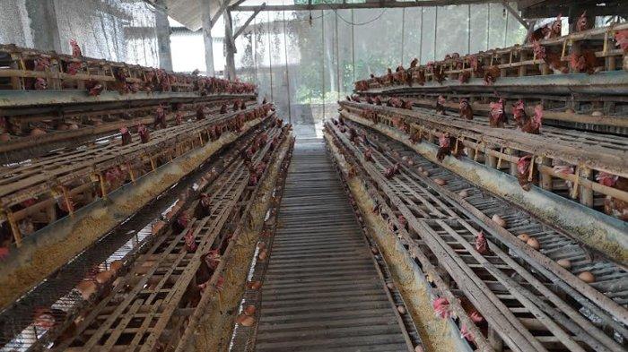 Dinas Perdagangan Kabupaten Kediri Salurkan 31.041 Ton Jagung untuk Peternak Ayam Petelur