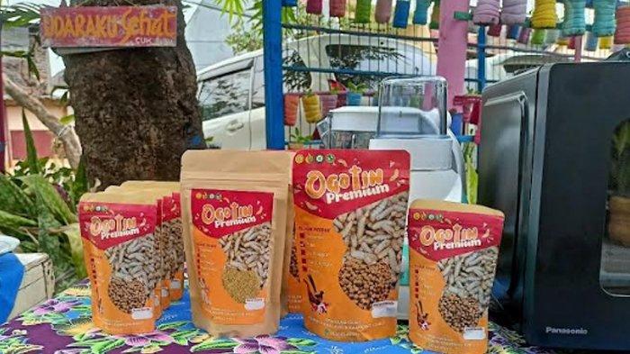 Gandeng Polbangtan Malang, Kampung Oase Songo Surabaya Buat Rumah Maggot dari Budidaya BSF