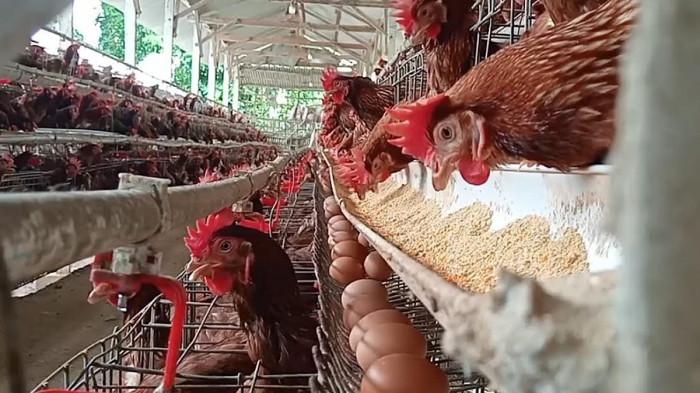 butiran telur di peternakan milikFatkurrohman di Jombang Jatim