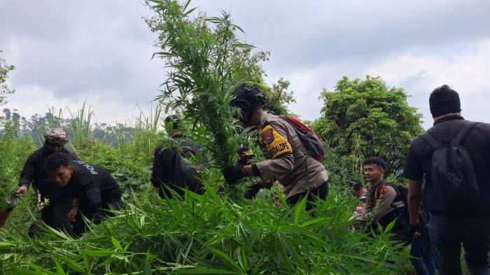 Nggak Nyangka Ladang Ganja Tumbuh Subur Di Lereng Semeru, Ada 40.000 Pohon Dari 49 Lokasi Berbeda