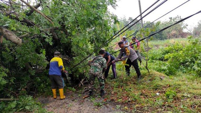 Hujan Angin Perdana di Mojokerto, Pohon Tumbang Sampai Menutupi Jalan dan Menimpa Kabel PJU