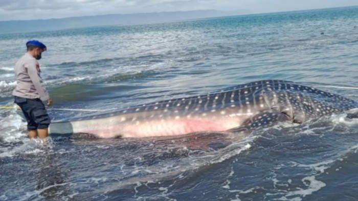 Dua Hari, Dua Ekor Hiu Tutul Terdampar di Pantai Nyamplong Kobong Jember