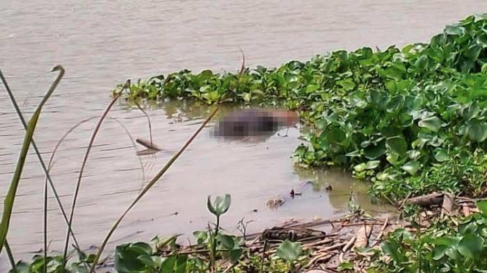 Jasad Pria Misterius Ditemukan Mengapung di Sungai Bengawan Solo Gresik, Berikut Ciri-cirinya