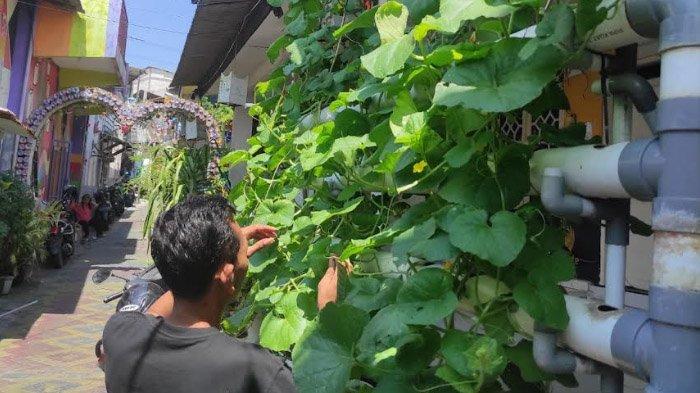 Kampung Kreasi Sidokumpul Gresik Kembangkan Ternak Sapi Perah, Siap Panen Melon Hidroponik