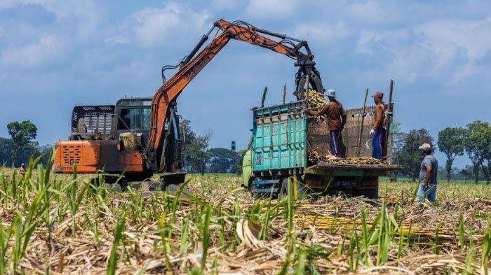 Tebu Giling Pabrik Gula Dibawah PTPN X Berhasil Tembus 4,69 Juta Ton
