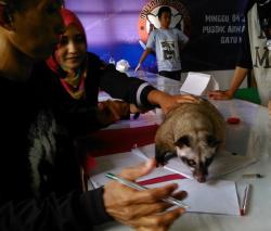 Musang, Dulu Hama Sekarang Harta