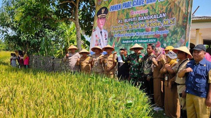Terganggu Cuaca, Baru 86 dari 49 Ribu HA Sawah di Bangkalan Panen, Beras Premium Melesat Rp 16 Ribu