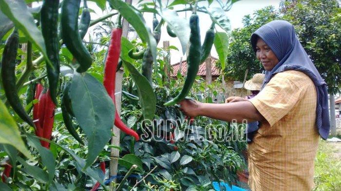 Imbas Covid-19, Harga Cabai Merah Besar di Tingkat Petani Pamekasan Anjlok Rp 12 Ribu/Kilogram