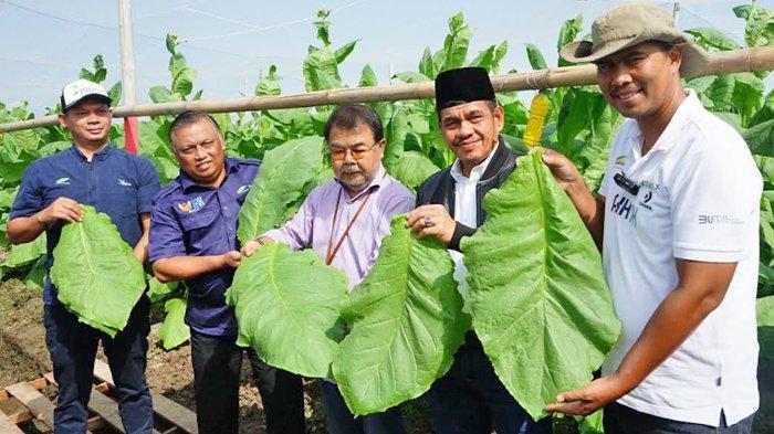 PTPN X Gelar Petik Perdana Tembakau di Kebun Klaten Jawa Tengah