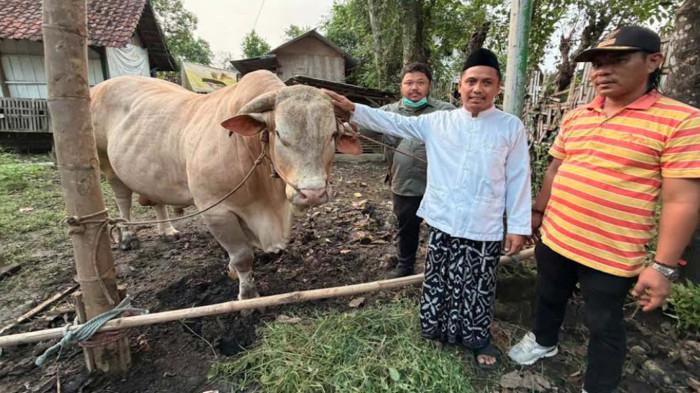 SAPI KURBAN PRESIDEN - Sapi kurban jenis limosin dengan bobot mencapai 1,2 ton dari Presiden RI, Prabowo Subianto untuk Kabupaten Pasuruan pada Hari Raya Idul Adha 1447 H, tiba di lokasi pondok pesantren di Kecamatan Rejoso, Selasa (26/5/2026) . Kondisi sapi dinyatakan sehat