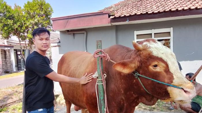 GEMUK - Kondisi sapi kurban milik Preseden Prabowo Subianto di Desa Sukosari Kecamatan Kunir, Kabupaten Lumajang, Jawa Timur, Sabtu (23/5/2026) Sapi tersebut seberat 1,1 ton.