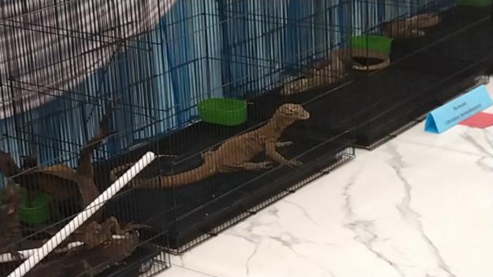 satwa komodo yang dijual