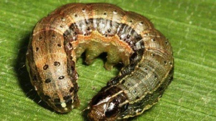 Koylak ostidagi dumba fotosurati Koylak ostidagi dumba fotosurati