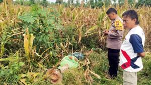 Buruh-Tani-di-Tuban-Meninggal-Tersengat-Listrik-Saat-Panen-Jagung.jpg