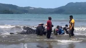 Desa-Karanggandu-ikan-hiu-terdampar.jpg