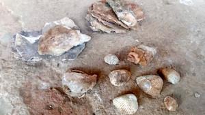 Ditemukan-Fosil-Kerang-Purba-di-Kecamatan-Jatikalen-Nganjuk-Jatim.jpg