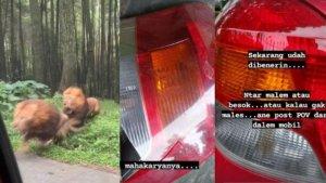 FAKTA-Singa-Taman-Safari-Tabrak-Mobil-Pengunjung.jpg