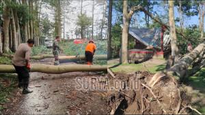 Kabupaten-Blitar-rusak-tertimpa-pohon-tumbang-Selasa-14102025.jpg