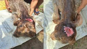 Kelahiran-Sapi-Berkepala-Dua-di-Bondowoso-Jatim.jpg