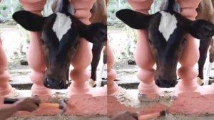 Momen-kapala-sapi-terjepit-di-sebuah-pagar-rumah.jpg