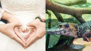 NYELENEH-Pejabat-Pilih-Nikahi-Buaya-Betina-karena-Saling-Mencintai-Lengkap-Pakai-Gaun-Pengantin.jpg