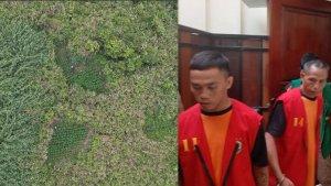 Nasib-petani-terdakwa-kasus-ladang-ganja-dan-bosnya-berbading-terbalik.jpg
