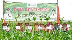 PANEN-TEMBAKAU-Tanam-tembakau-kini-menjadi-pilihan-petani-di-sej.jpg