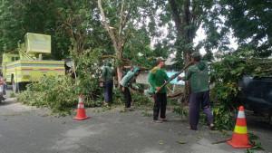 PEMANGKASAN-POHON-Dinas-Lingkungan-Hidup-Lamongan-melakuk.jpg